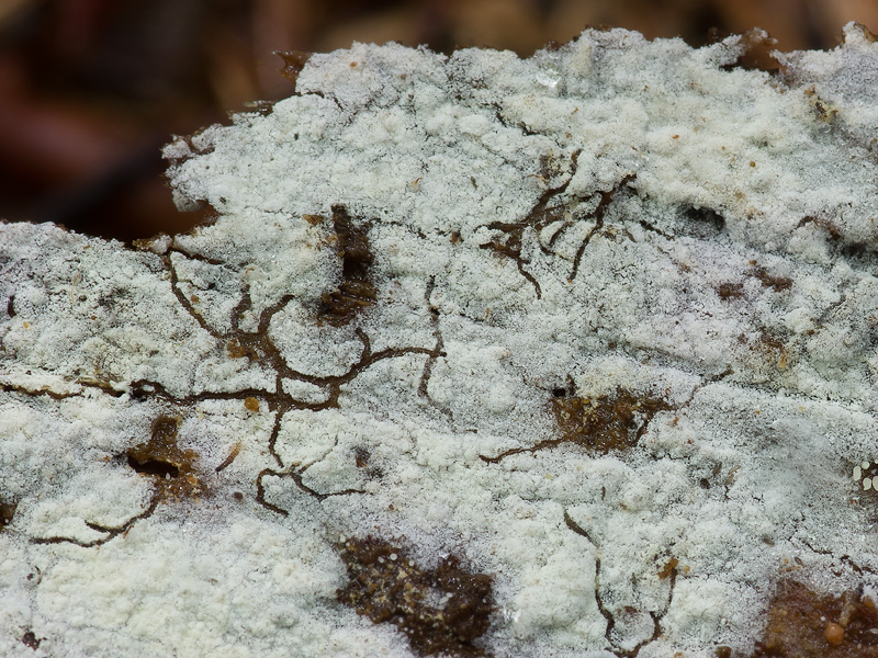 Athelopsis subinconspicua